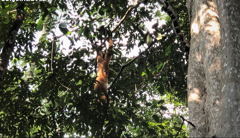 Vietnam Wildlife Tour